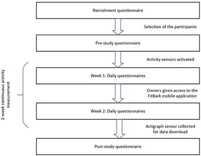 The Interplay Between Affect, Dog's Physical Activity and Dog–Owner Relationship